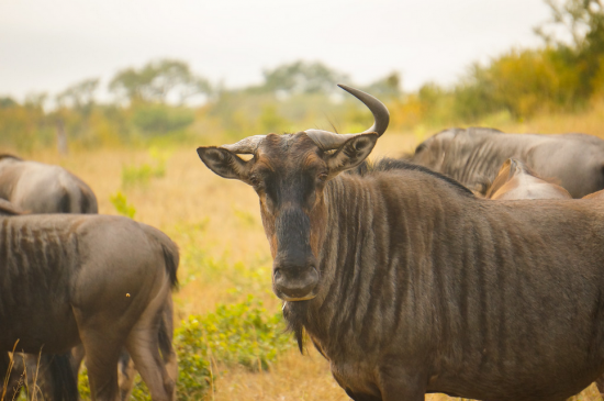 Wildebeest 