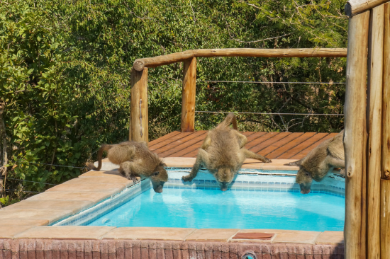 Thirsty band of baboons drinking from the swimming pool