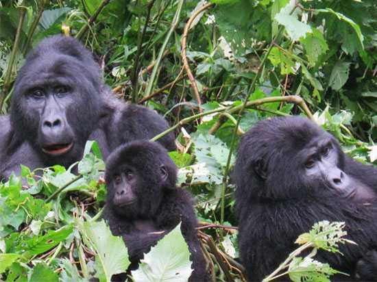 Gorillas in Bwindi impenetrable forest