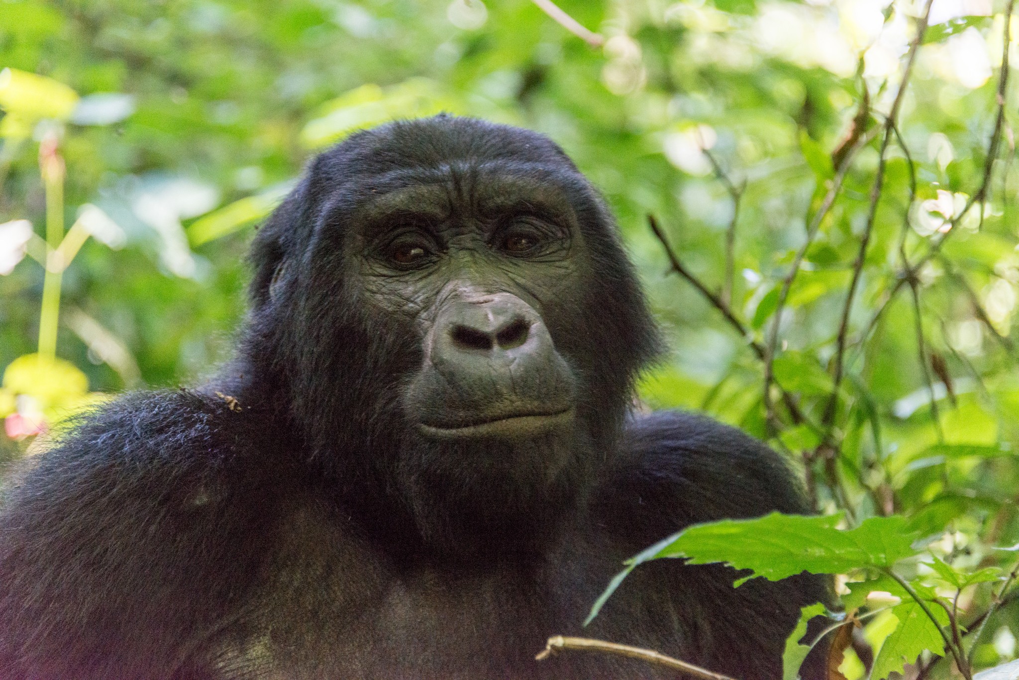 A gorilla makes eye contact