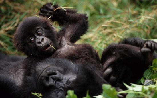 Baby-Gorilla mit Mutter im Regenwald in Uganda