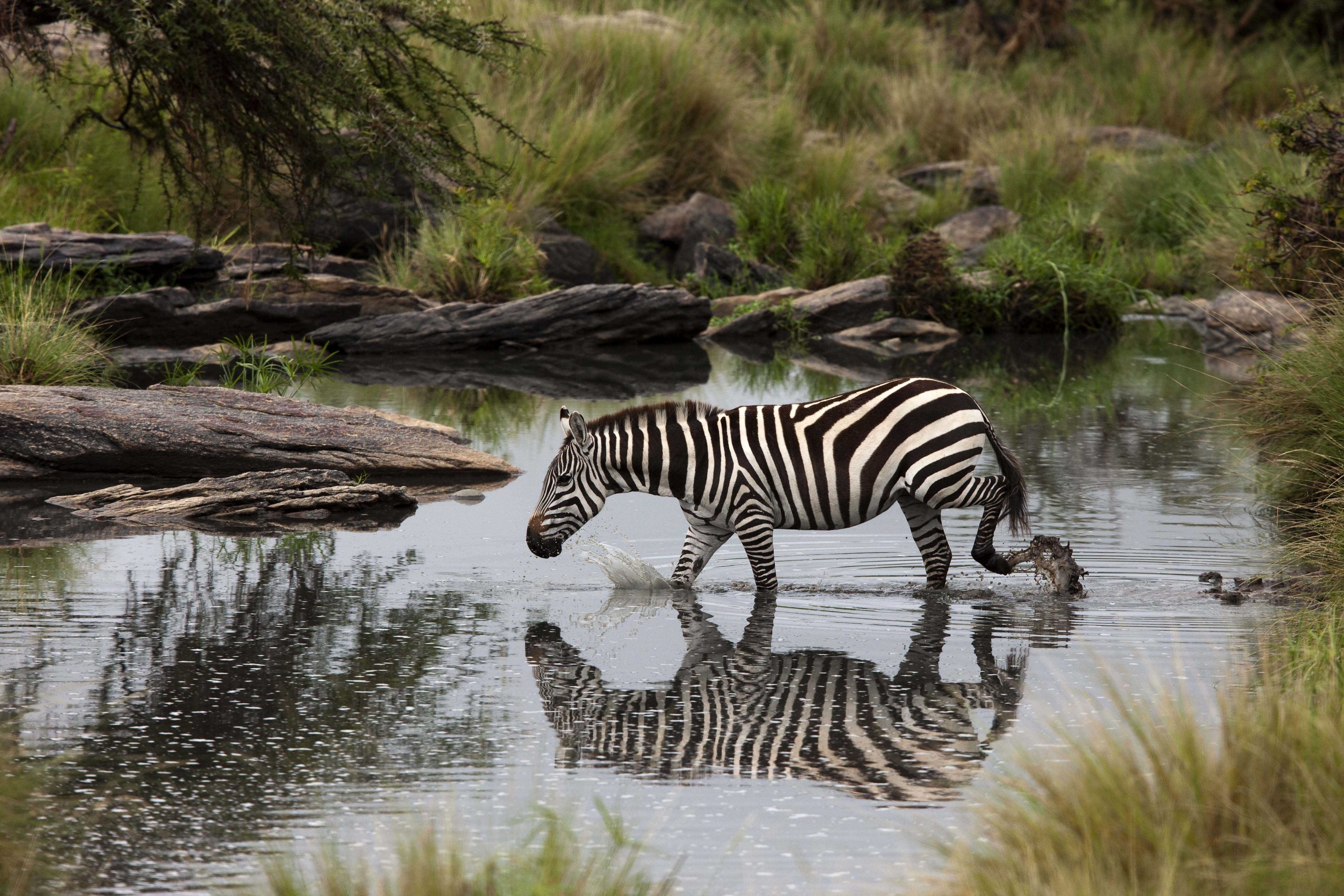 Zebra in Maasai Mara Rhino Africa