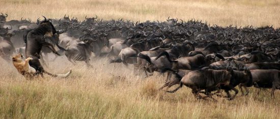 Eine Löwin greift ein Gnu aus einer großen Herde an - Szenen einer Safari in Ostafrika