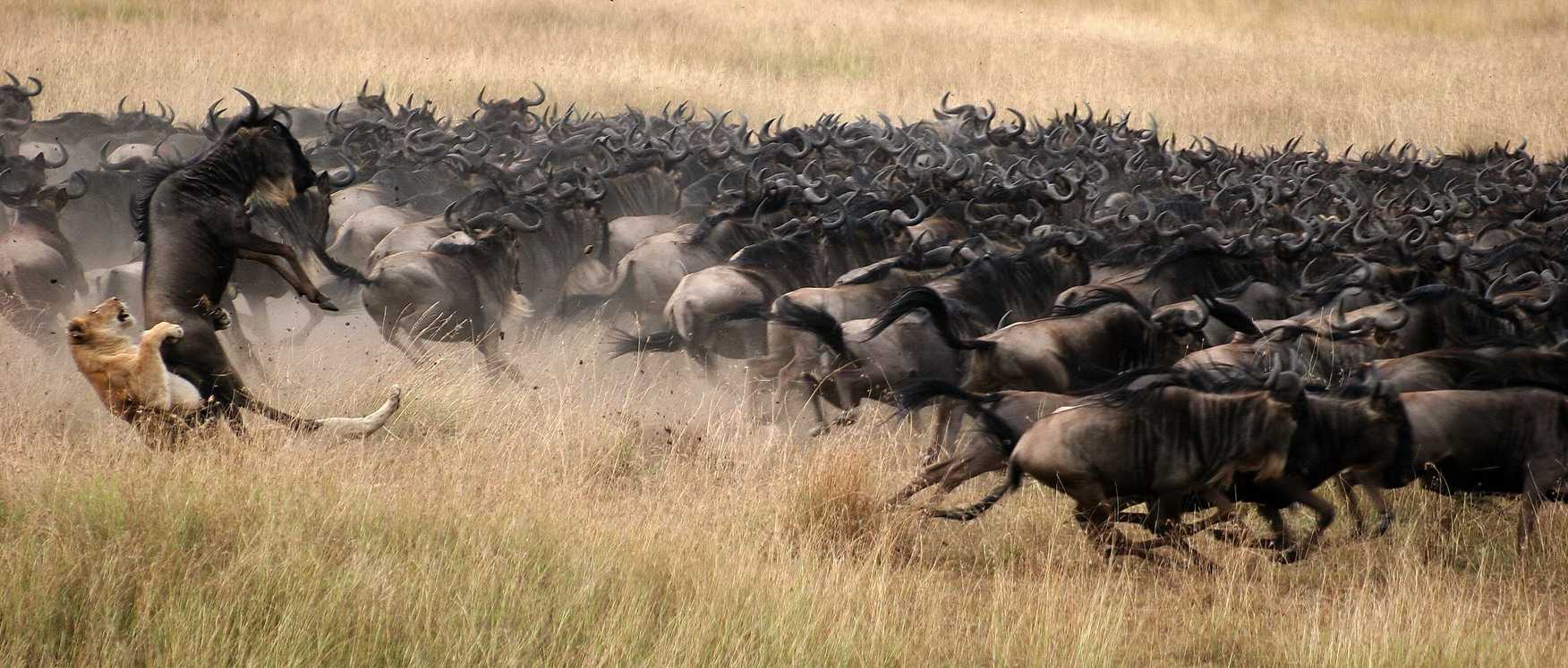 Masai Mara Plains - a lion attack