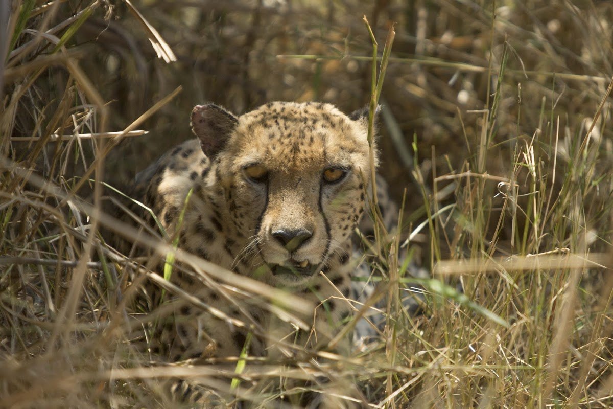 Cheetah in the Serengeti National Park in Tanzania