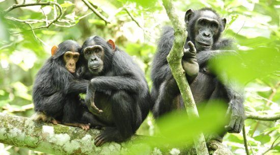 Voyage au Rwanda | Une famille de chimpanzés