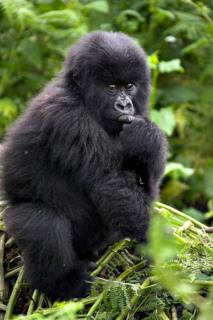 Gorila-da-montanha no Parque Nacional de Bwindi, Uganda