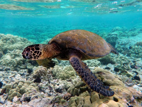 Turtle swims in clear water