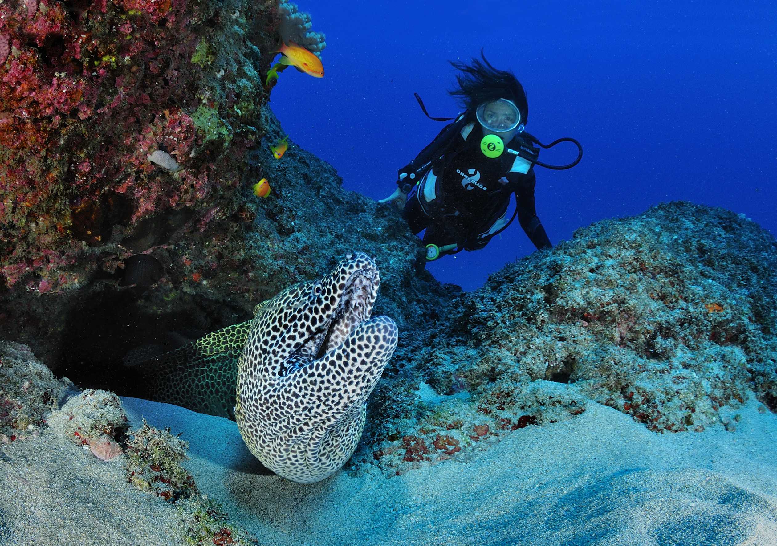 Meeting an eel while diving at Reunion Island