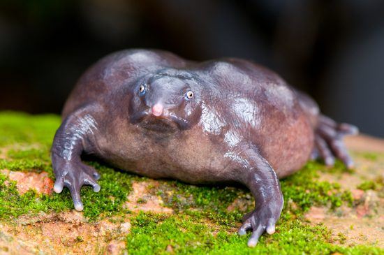 Indian purple frog has a most unusual face