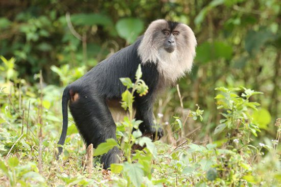 a lion-tailed macaque has unique facial hair