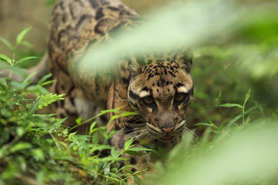 The clouded leopard has a unique fur pattern