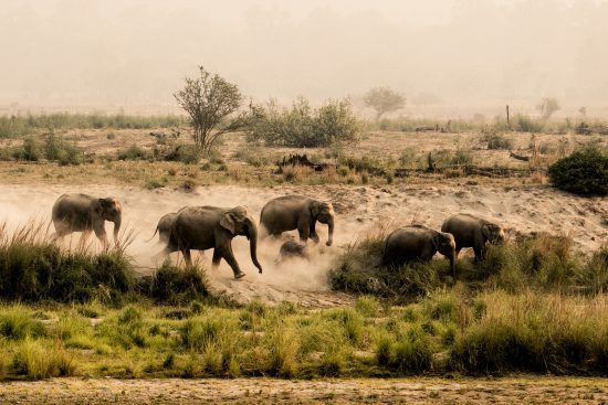 Elephants at Jim Corbett National Park