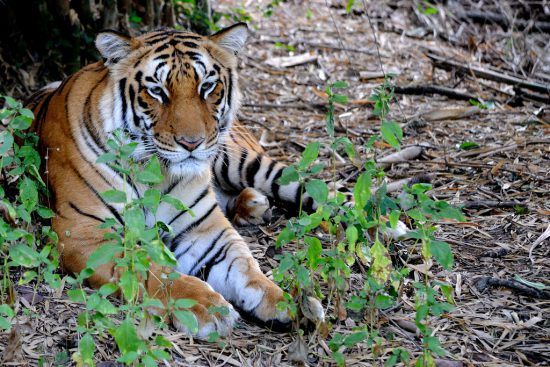 An Indian tiger resting