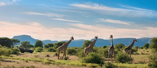 Marataba Giraffes