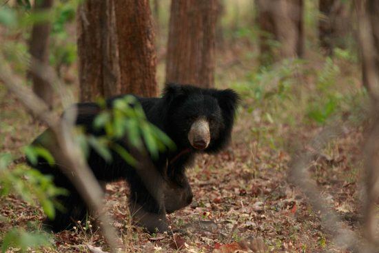 A sloth bear in India