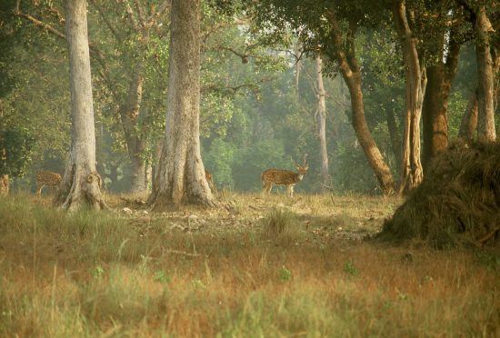 Kanha National Park