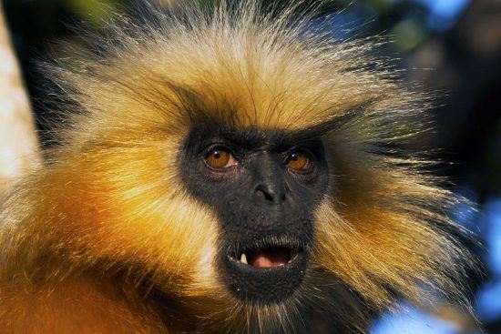 An up-close photo of the Indian Golden Langur