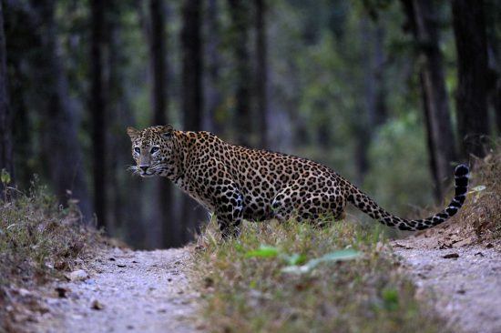 A leopard at Pench National Park 