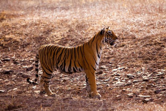 India Tiger Safari