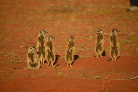 Meerkat at the Motse Tswalu