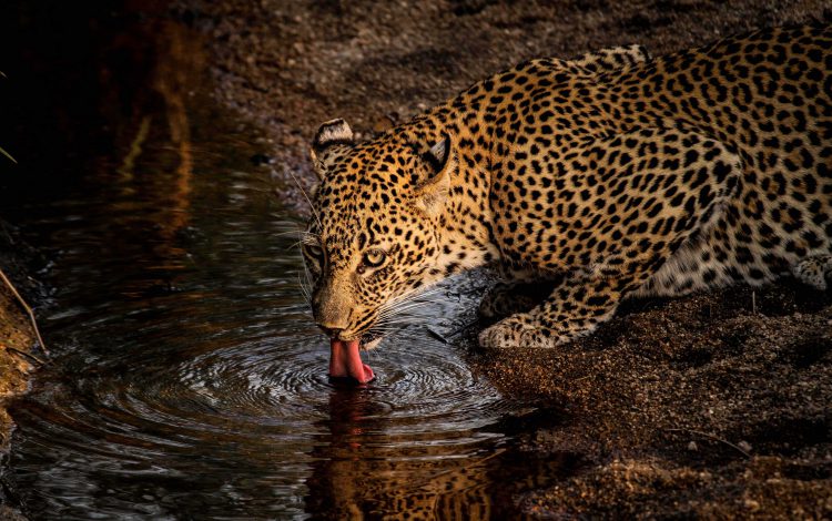 Leopard-drinking in Kruger National Park