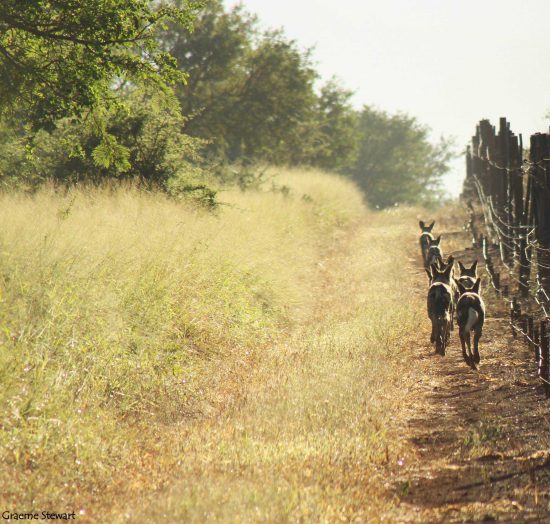 Wild dogs running along a fence