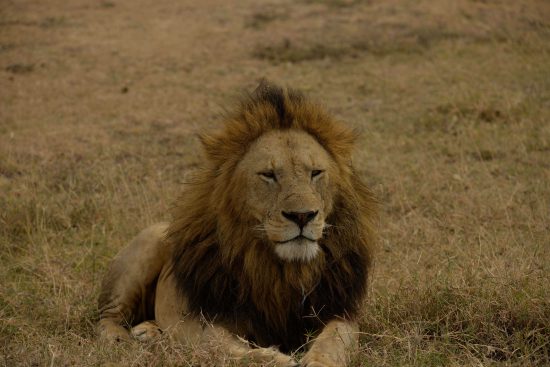 A lion at Ngorongoro Crater Lodge