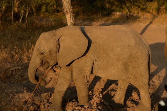 An elephant at Royal Malewane