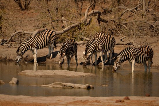 Zebras at Jamala Royal Safari Lodge