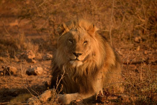 A lion at Jamala Royal Safari Lodge