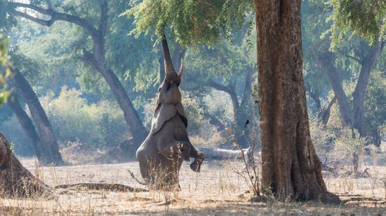 A standing elephant at Mana Pools