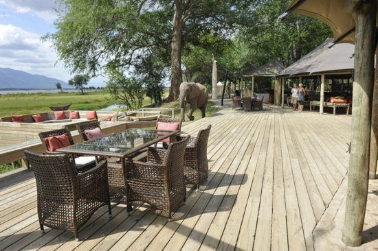 an elephant walks near the deck