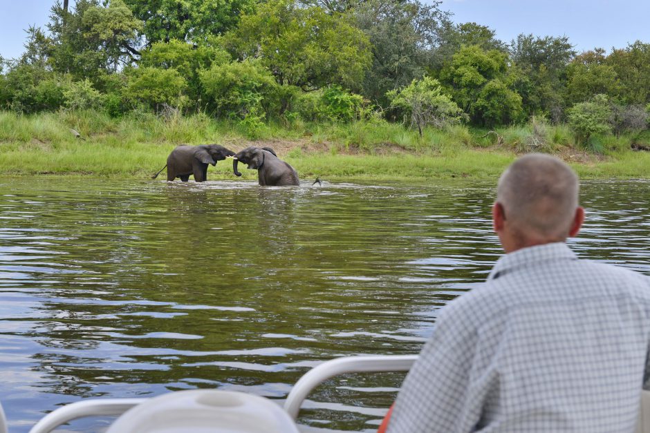 A man watches elephants fighting from boat