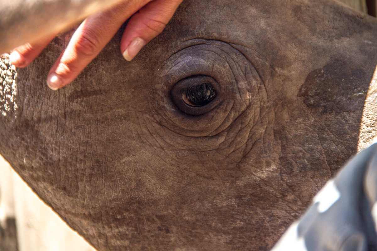 A close-up of Don's eye