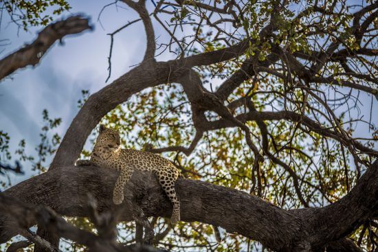 A leopard resting in a tree, Botswana