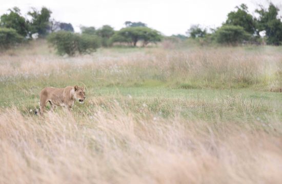 A lion stalking through long grass in Botswana