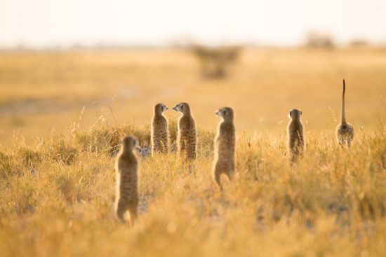 Meerkats keeping an eye out