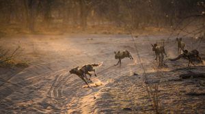 Afrikanische Wildhunde rennen auf ihrer Jagd in Botswana