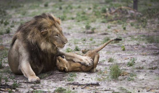 Lion jouant avec un lionceau au Botswana