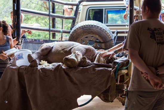 A young rhino captured 