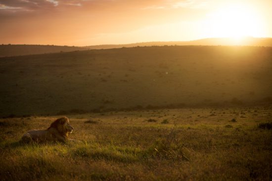 Majestic male lion sitting in the grass at sunset