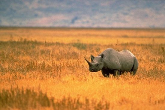 Black Rhino in Namibia 