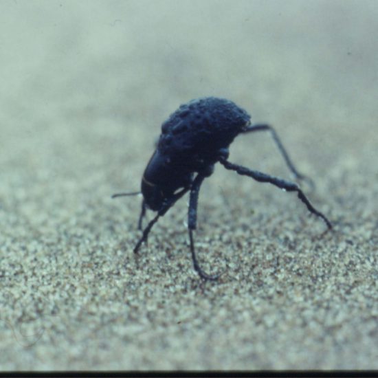 The astonishing desert-adapted Fog beetle in Namibia