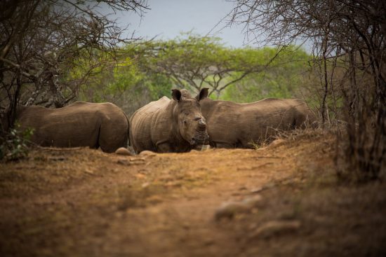 Rhinos in Zululand