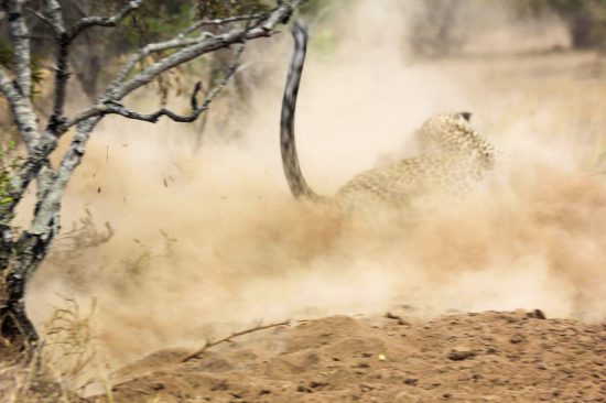 Leopard attacking a warthog in the Kruger National Park