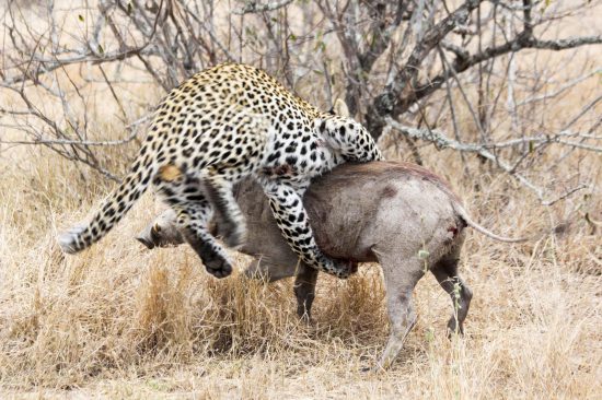 The leopard and the warthog