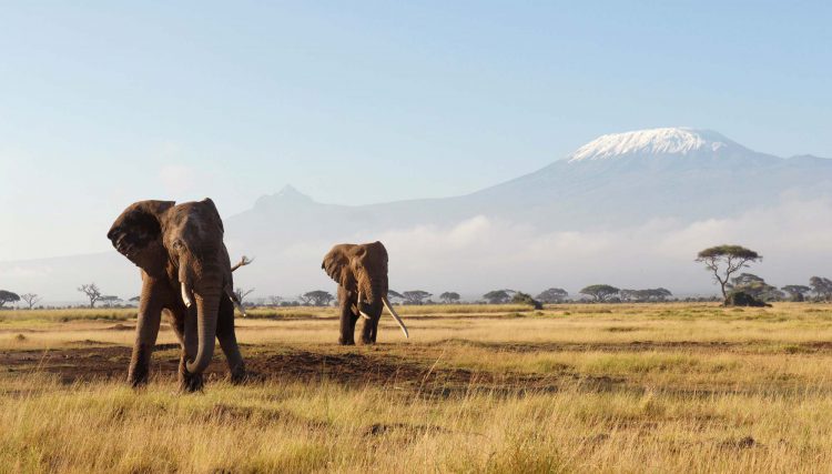 Couple d'éléphants dans la plaine du Kenya avec en arrière plan le Kilimandjaro