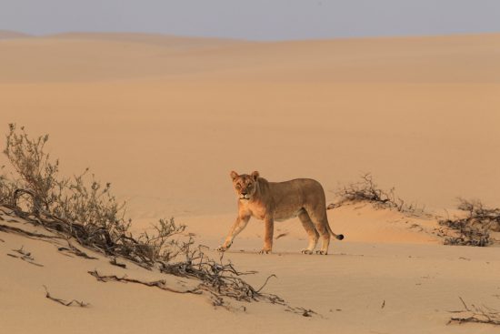 Namibia's desert lion - Flip Stander