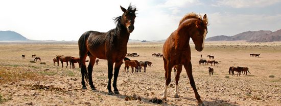 Les magnifiques chevaux sauvages de Namibie